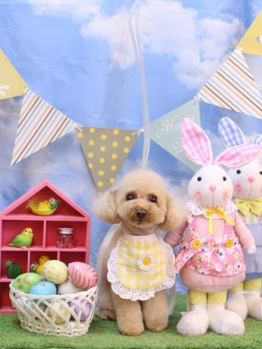 20240331こむぎちゃん